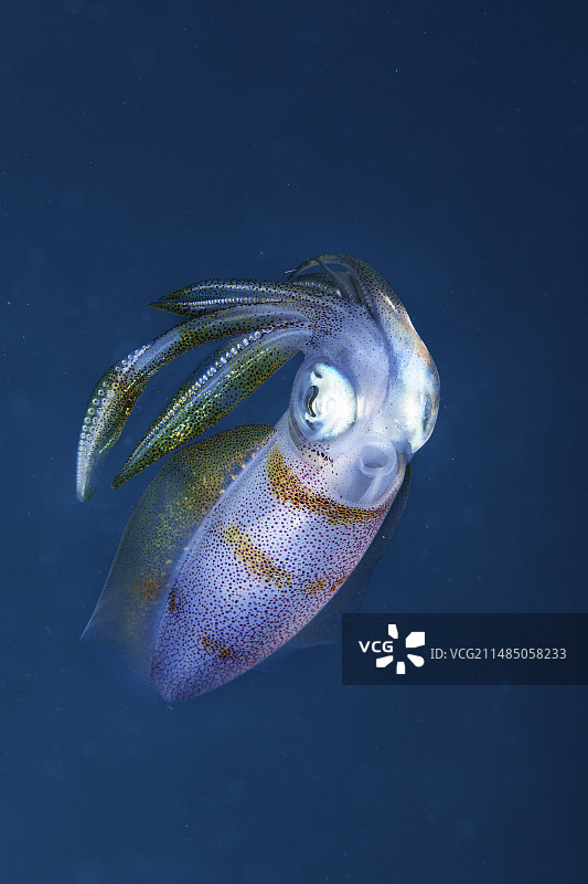 大鳍礁鱿鱼图片素材