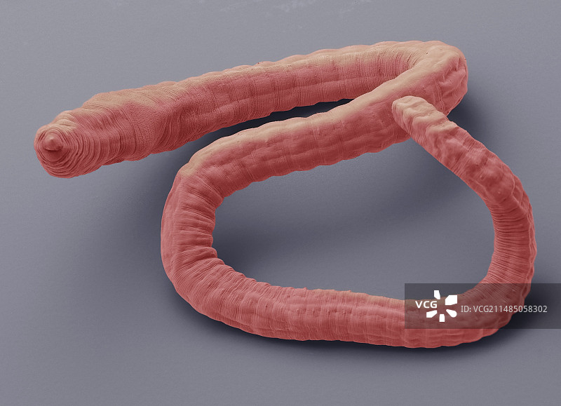 颤蚓，扫描电子显微镜图片素材