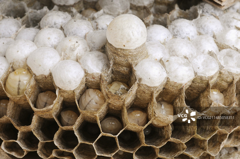 黄蜂幼虫和蜂王巢室图片素材