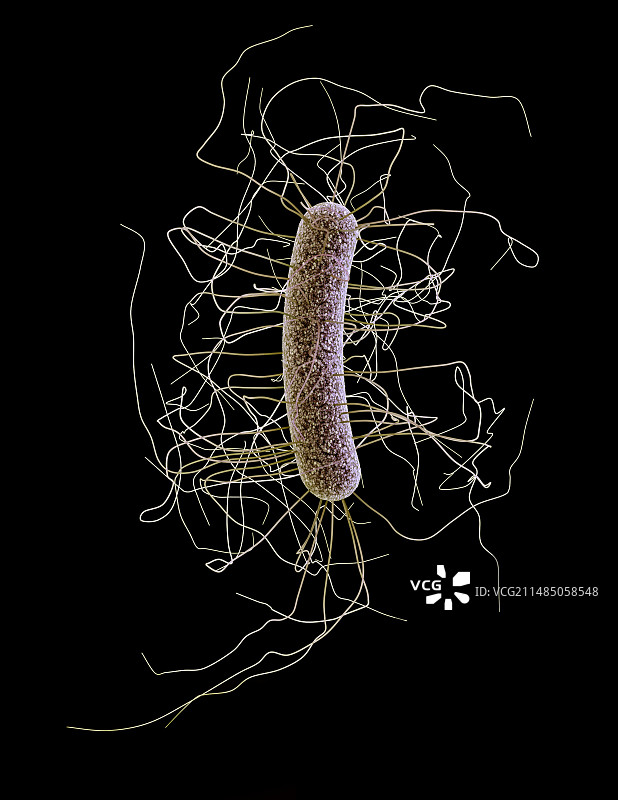 艰难梭菌图片素材