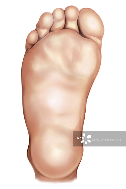 右脚区域解剖结构图片素材