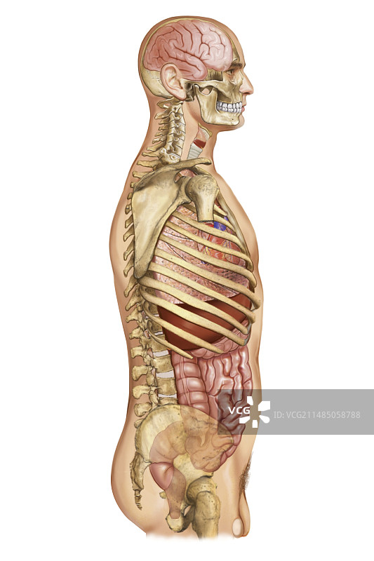 内脏的外部投影图片素材