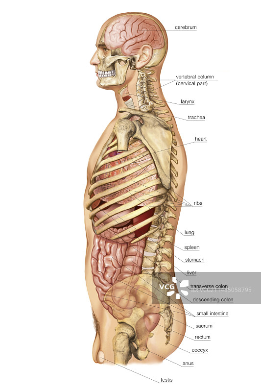内脏的外部投影图片素材