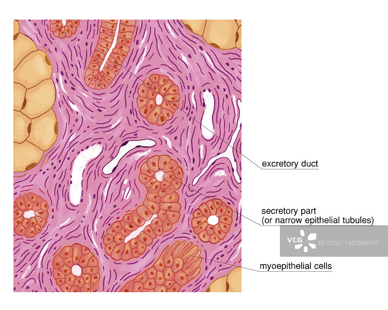 小汗腺图片素材