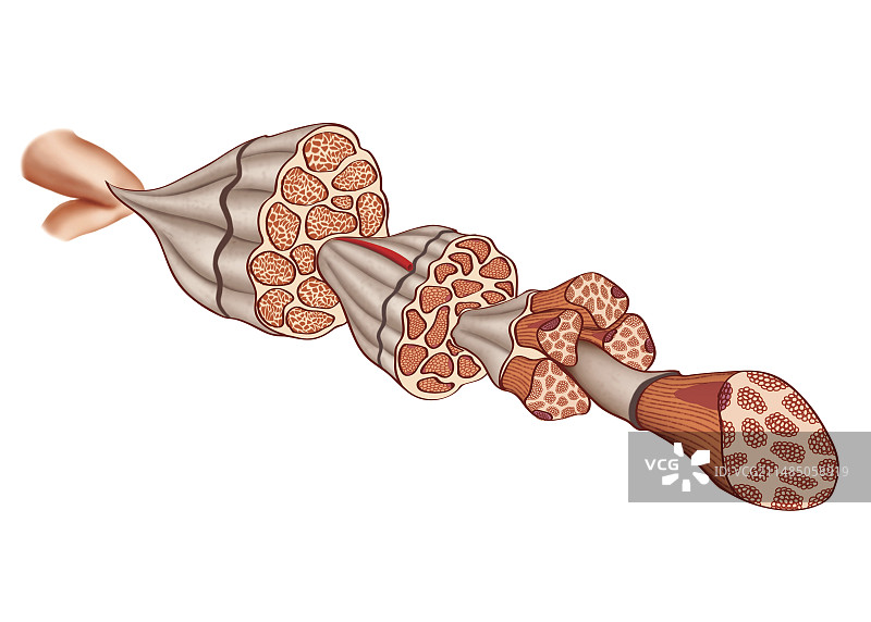 肌肉组织图片素材