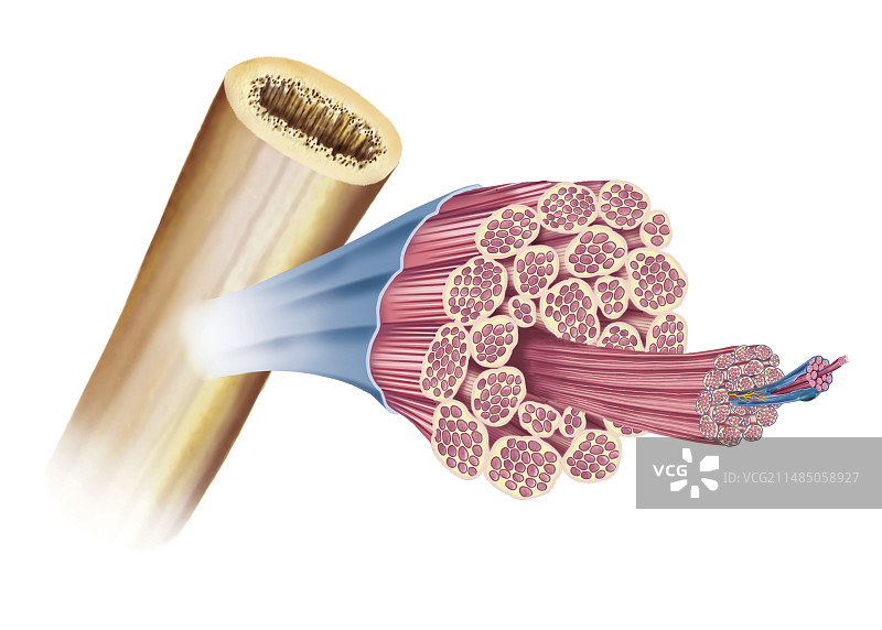 骨骼肌的总体结构图片素材
