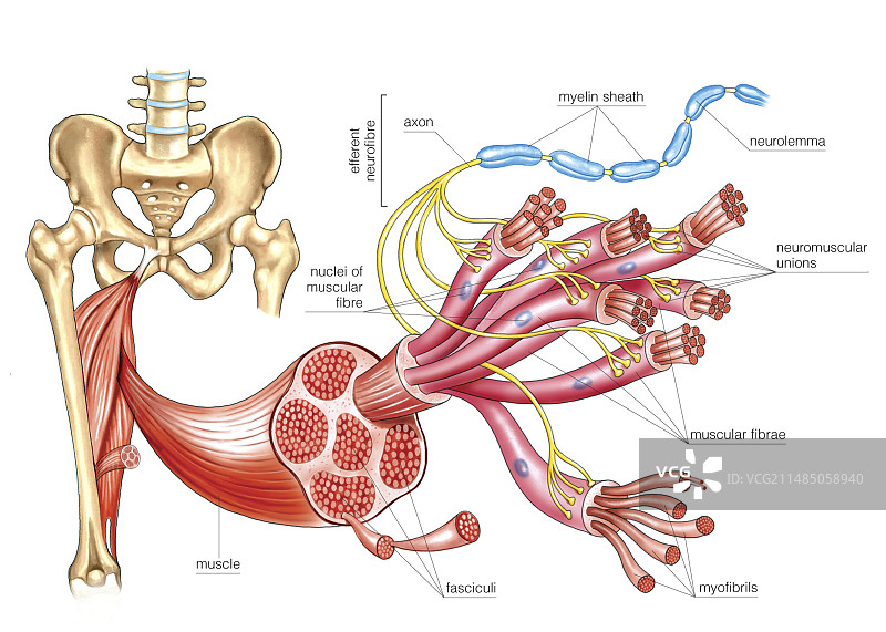 骨骼肌的结构，运动终板图片素材