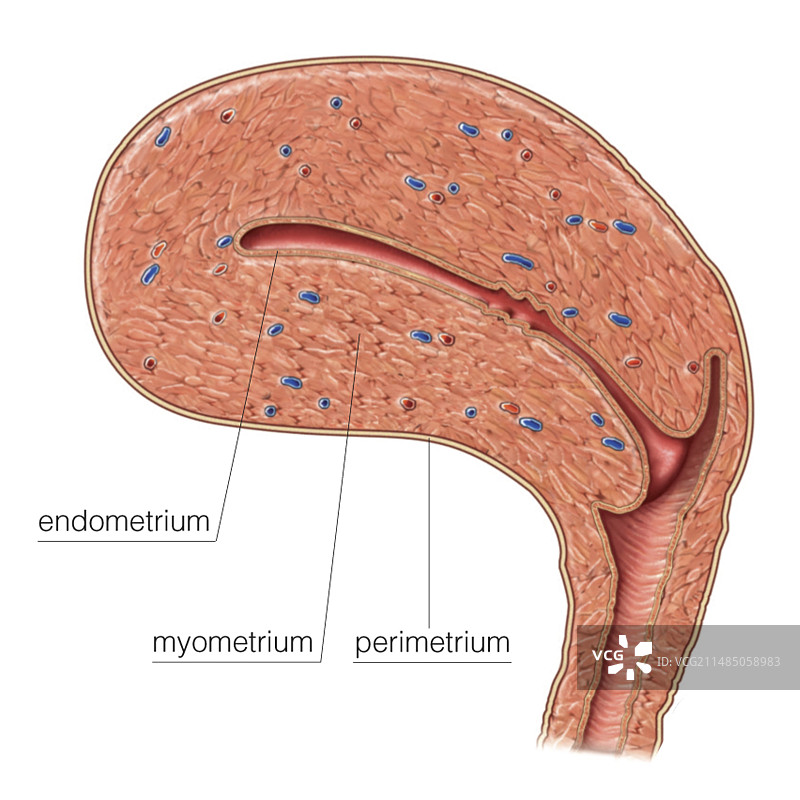 子宫壁中的平滑肌图片素材