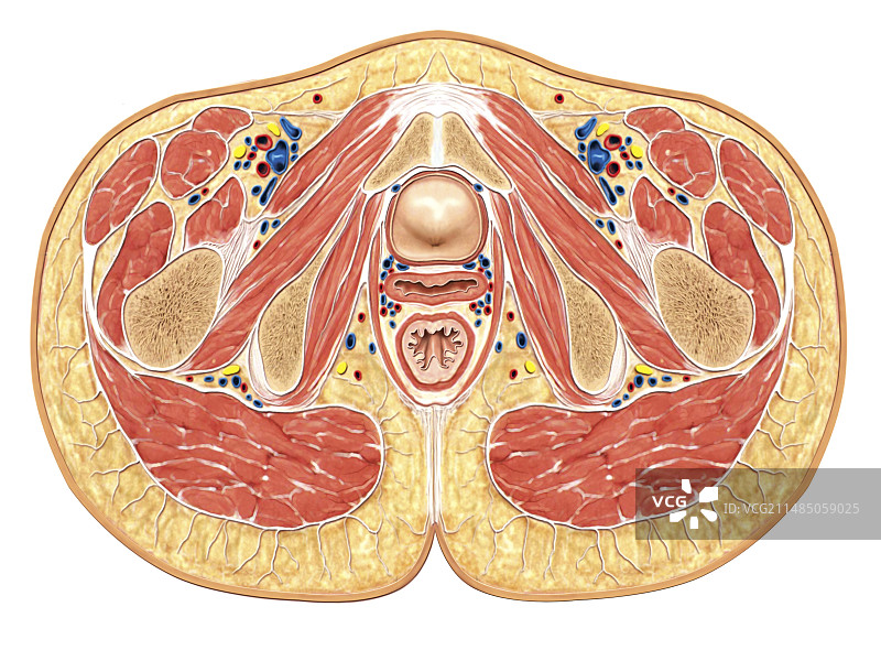 时尚的肌肉群体图片素材