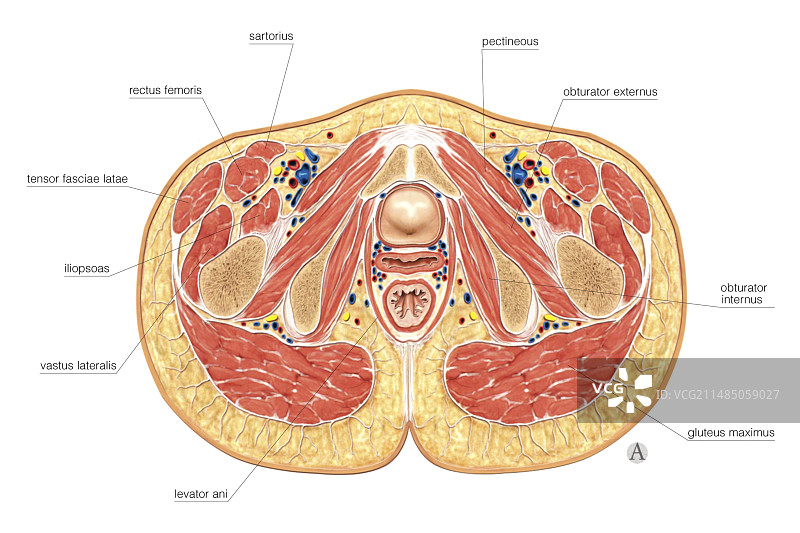时尚的肌肉群体图片素材