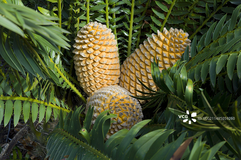 古老恩西法拉托斯铁树的球果图片素材