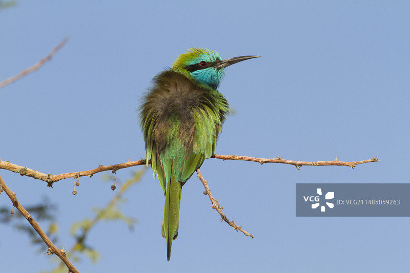 绿蜂(绿喉蜂虎)图片素材