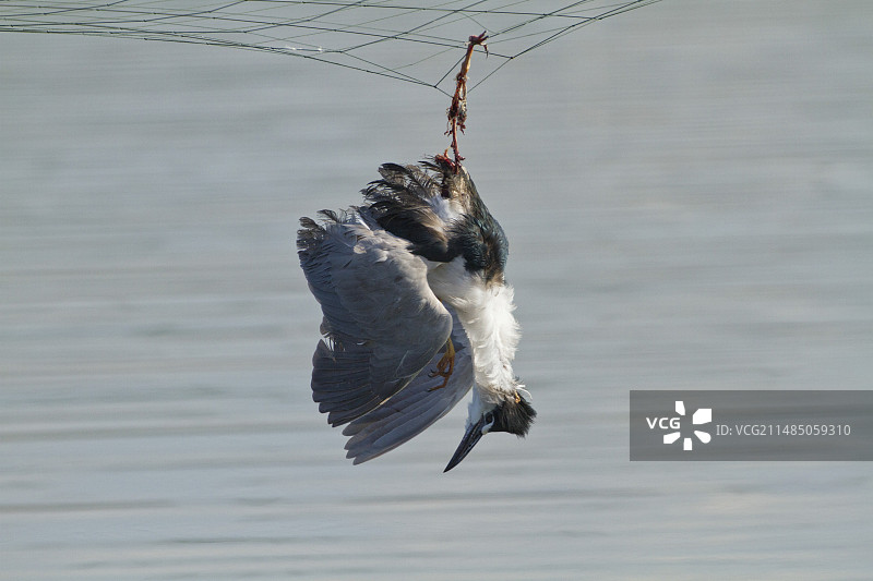 被网缠住的死鹭图片素材