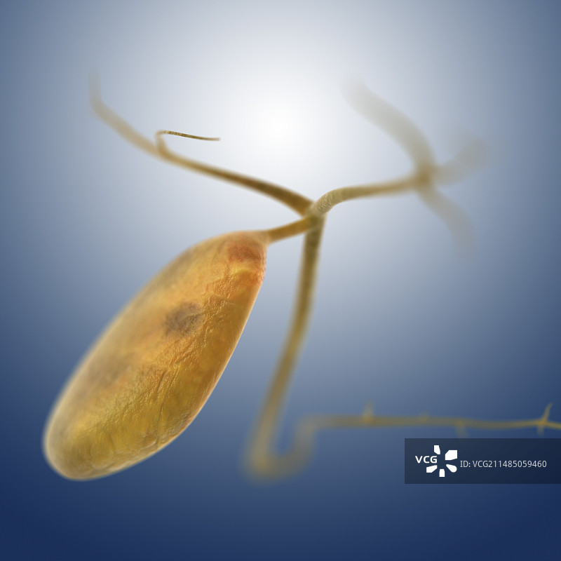 胆囊艺术图图片素材