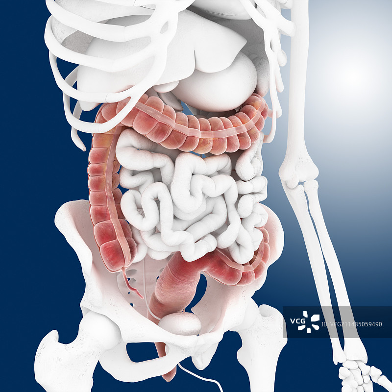 大肠医学插图图片素材
