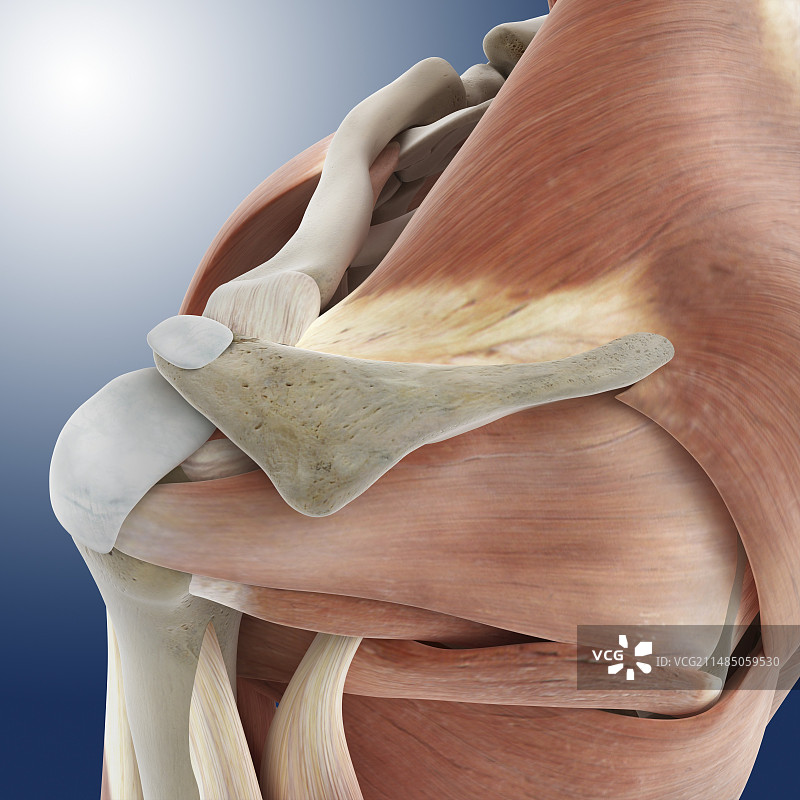 肩部解剖结构图片素材