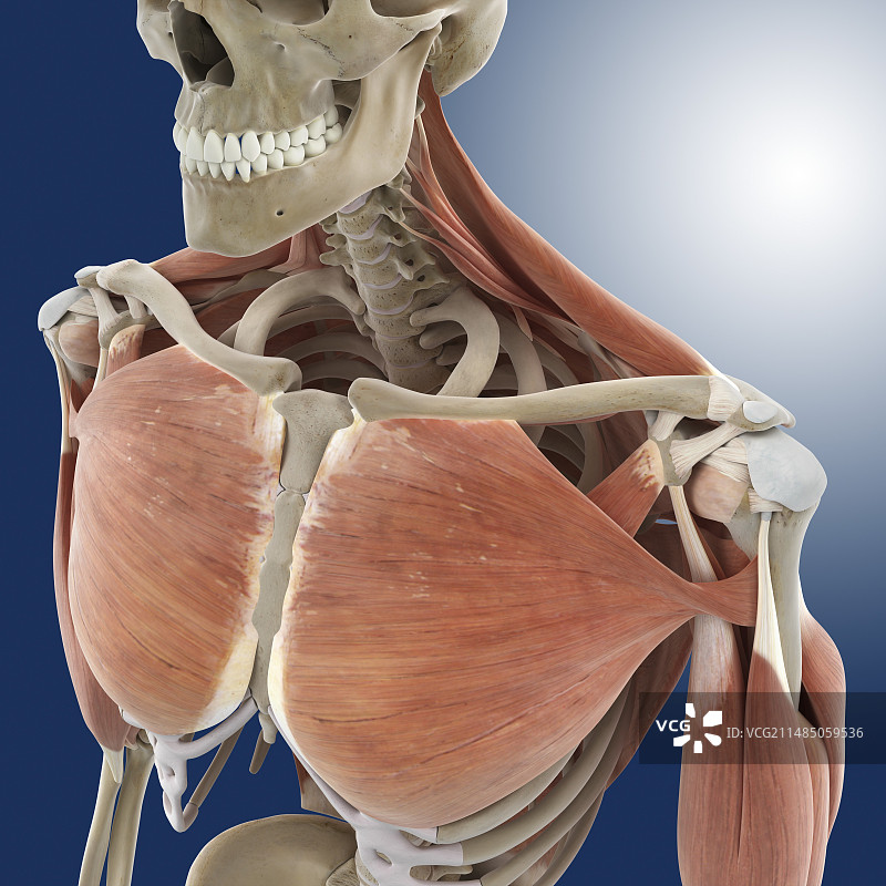 肩部和胸部解剖结构图片素材