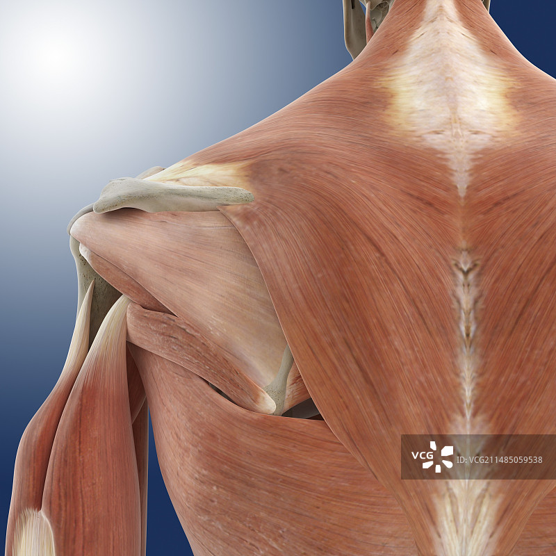 肩部和背部解剖艺术图图片素材