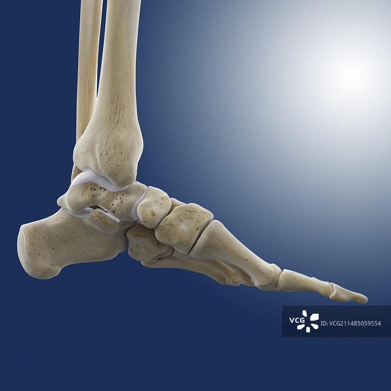 足内侧和踝骨的医学插图图片素材