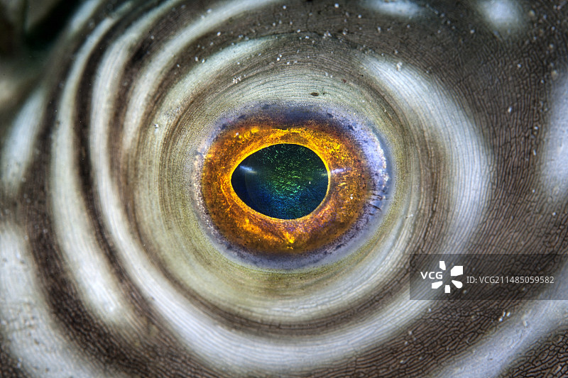 网纹河豚的眼睛图片素材