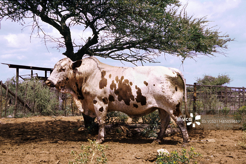 南非的恩古尼公牛图片素材
