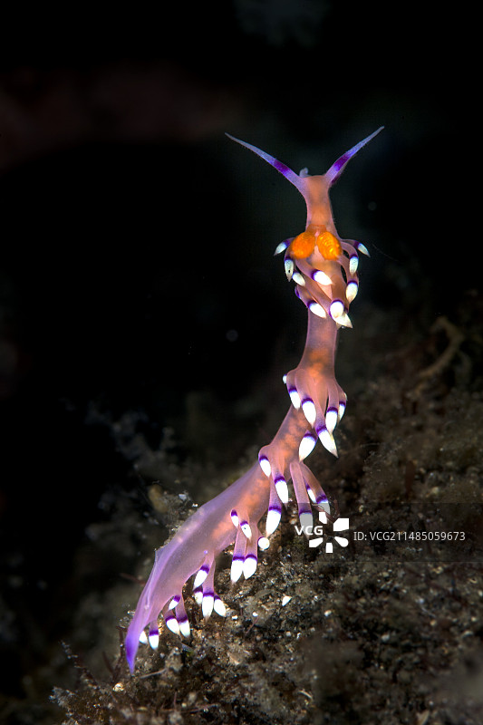 可爱的海兔图片素材