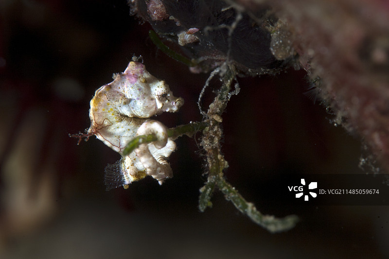 蓬托希i侏儒海马图片素材