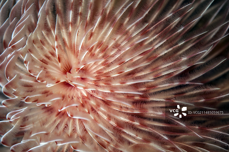 羽毛掸子蠕虫图片素材