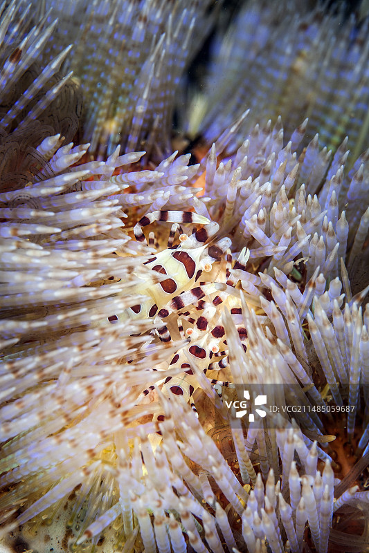 海胆上的科尔曼虾图片素材