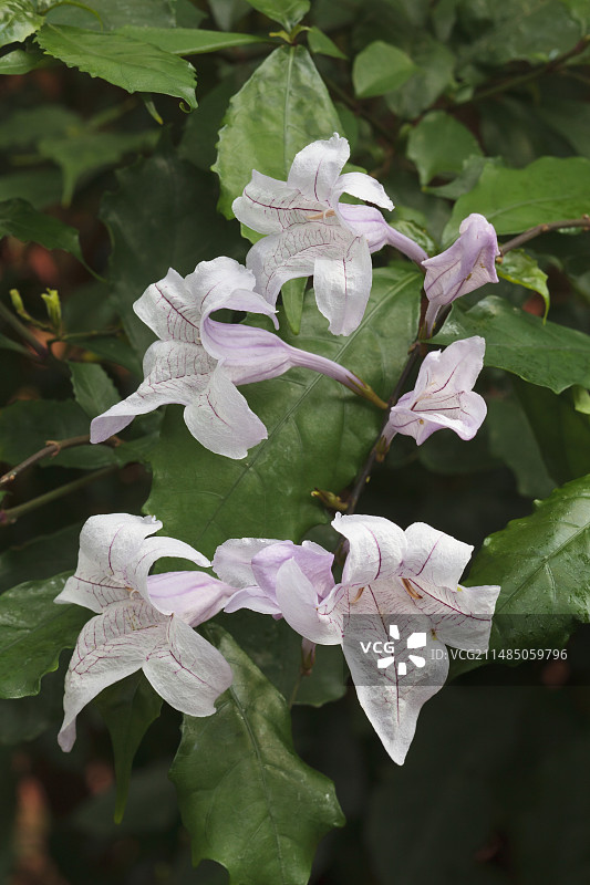 麦凯亚贝拉图片素材