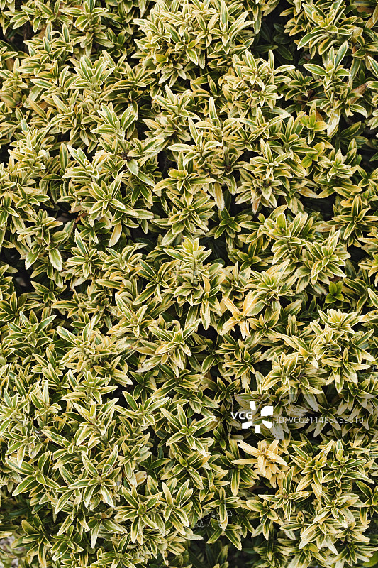 金边黄杨图片素材