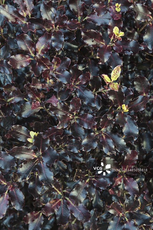 朴树矮生品种图片素材