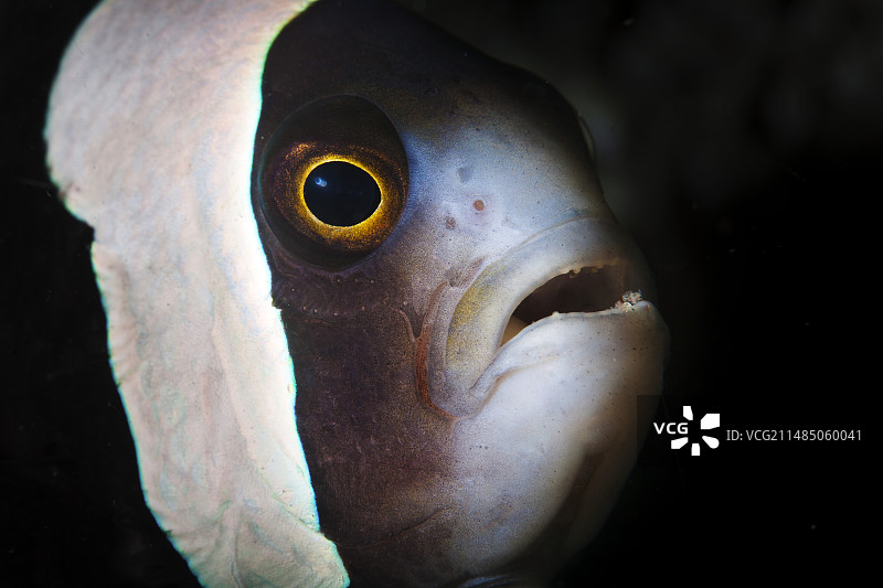 鞍背海葵鱼图片素材