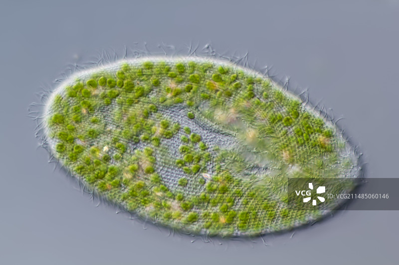 共生草履虫，光学显微镜图片素材