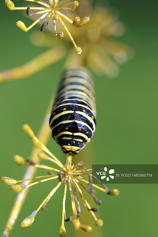 燕凤蝶毛虫图片素材