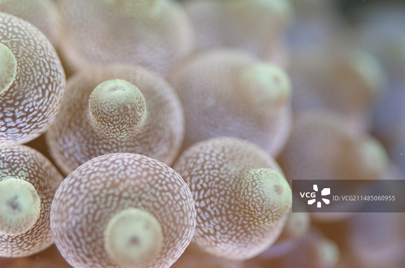 海葵细节图片素材