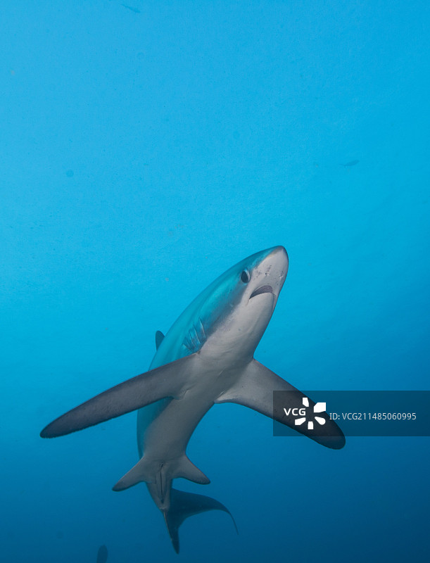 长尾鲨游泳图片素材