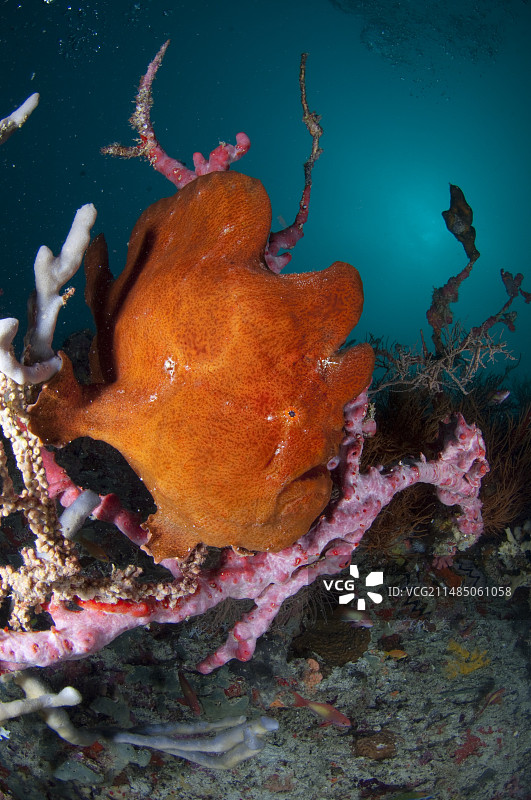 珊瑚礁上的巨型青蛙鱼图片素材