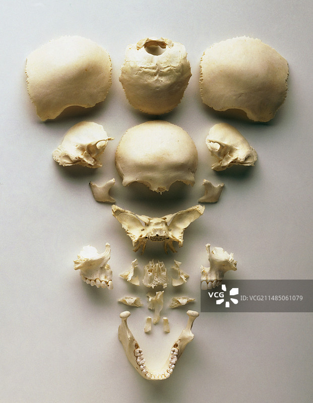 人类头骨骨骼图片素材