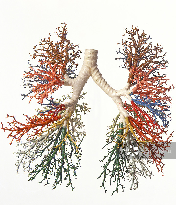 支气管树分支模型图片素材