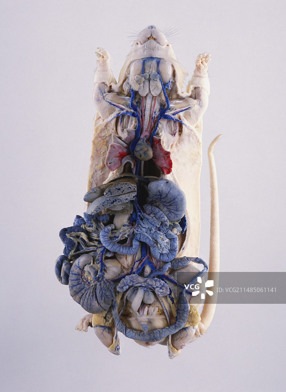 解剖实验鼠与肠道图片素材