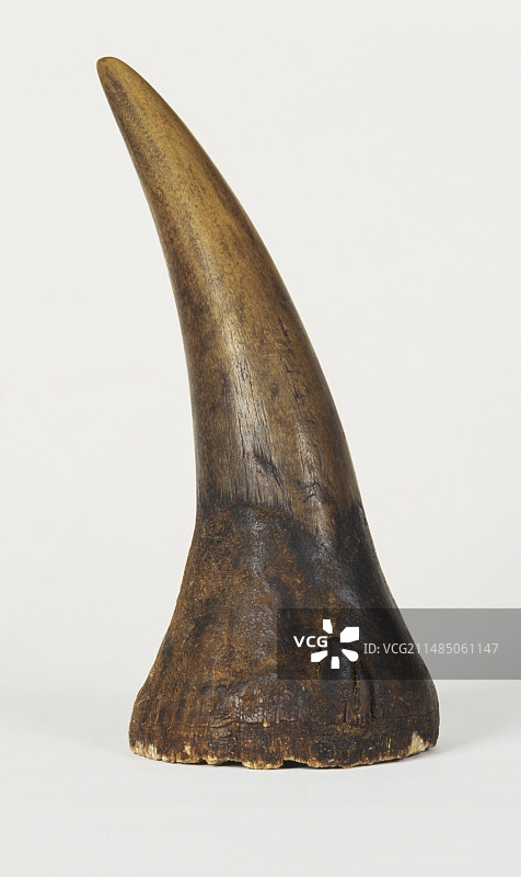 犀牛角图片素材