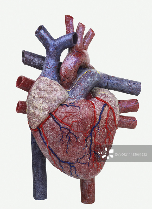 人类心脏模型图片素材