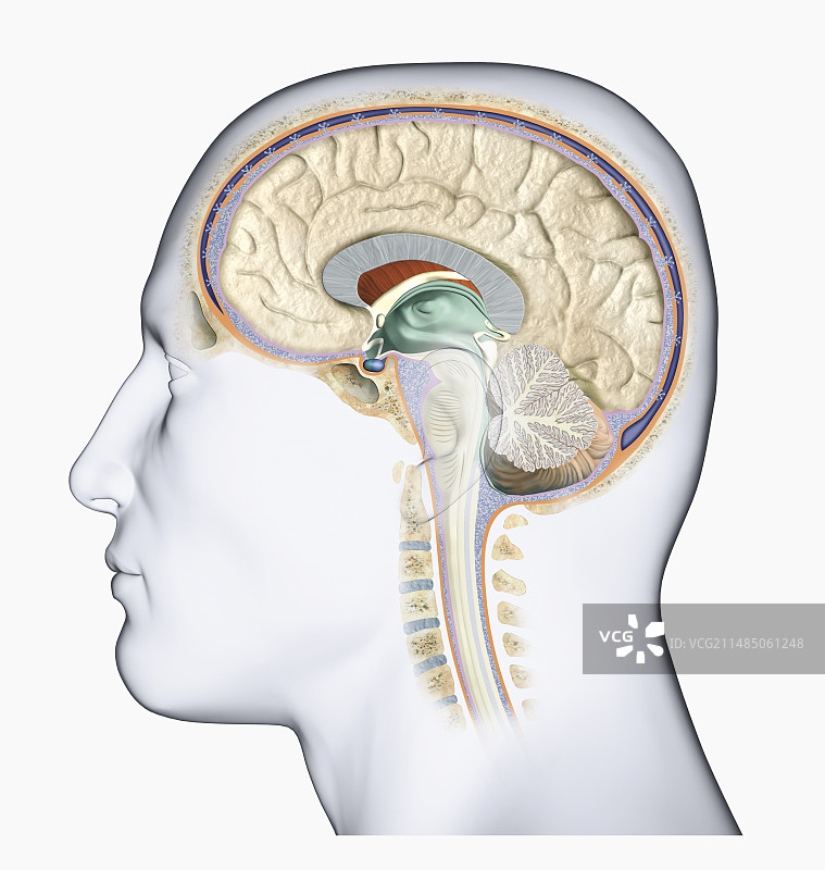 人脑横截面侧视图图片素材