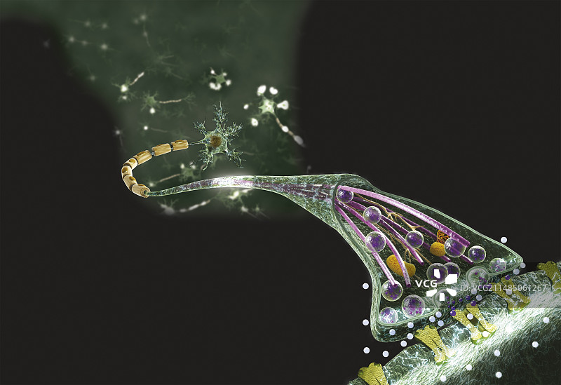 展示神经冲动的图表图片素材