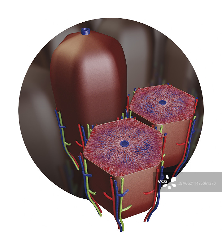 人体肝小叶横截面图片素材