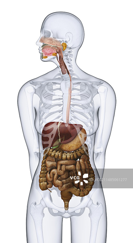 人体消化解剖结构图片素材