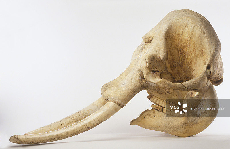 印度象头骨图片素材