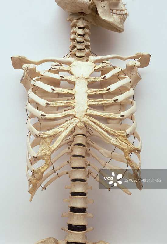 人体肋骨、颌骨和颈椎图片素材