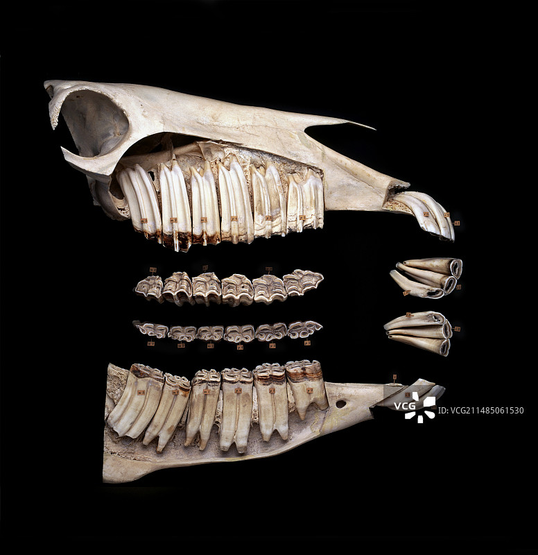 6岁小马的头骨图片素材